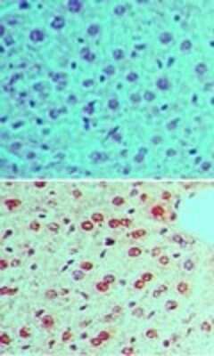 Immunohistochemistry-Paraffin: Rad17 [p Ser645] Antibody [NBP2-24457]